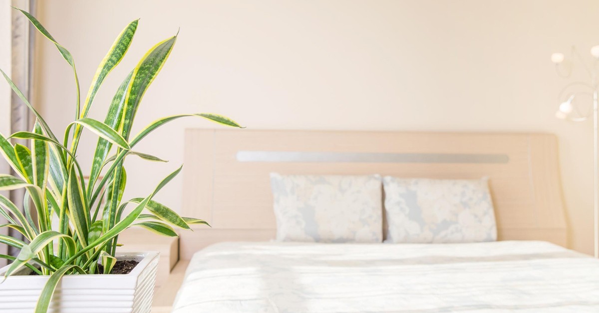 sansevieria