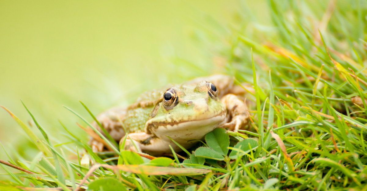 come eliminare rospi dal giardino