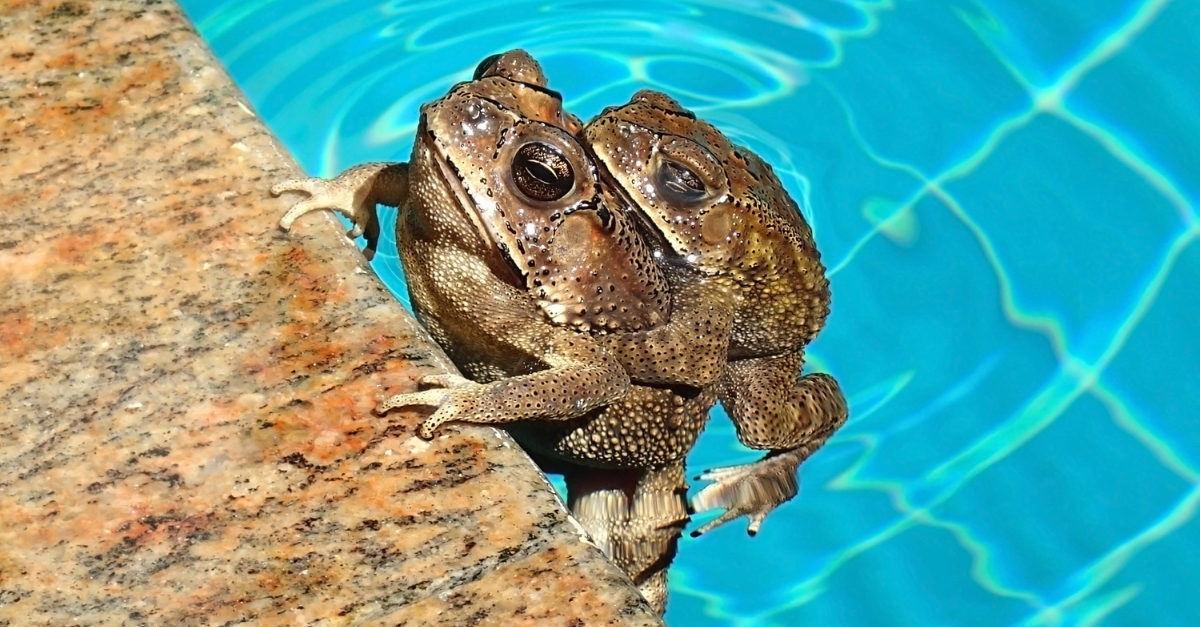 come eliminare rospi dal giardino