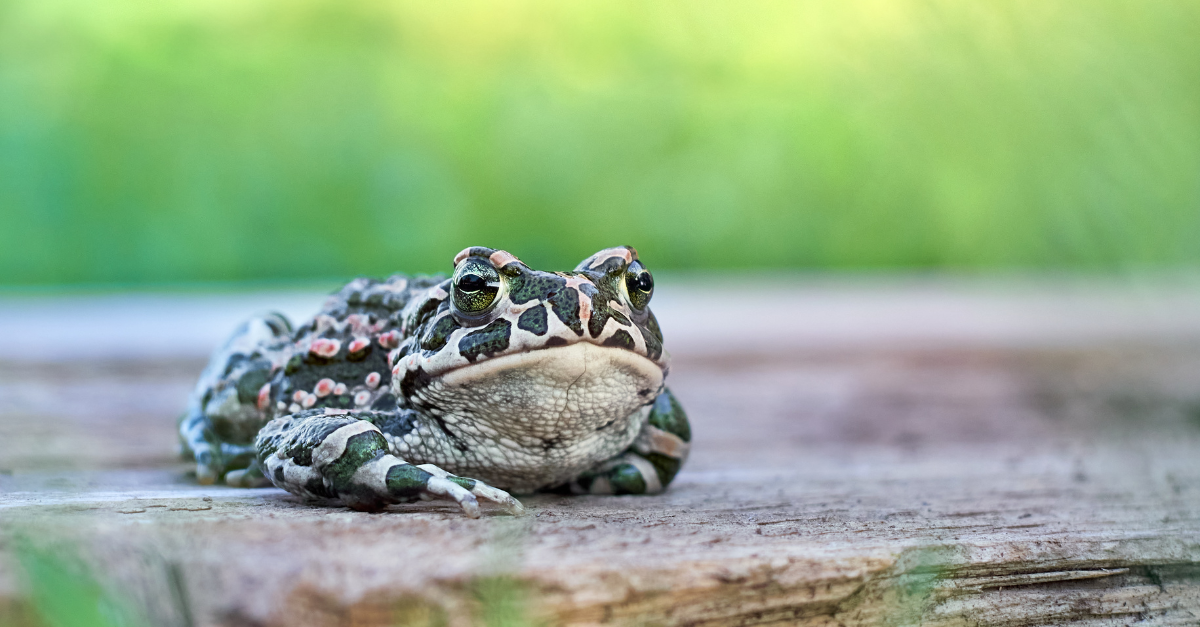 come eliminare rospi dal giardino