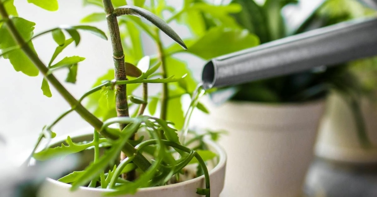 annaffiare una pianta in vaso