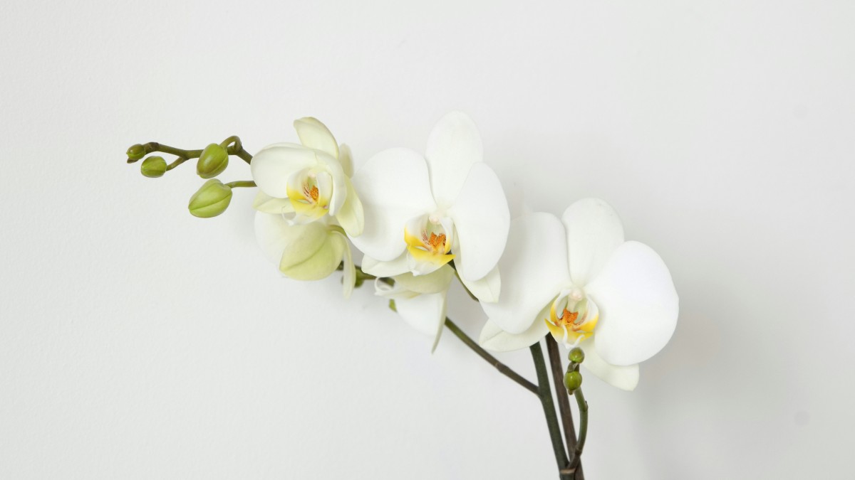 quanto dura un'orchidea bianca