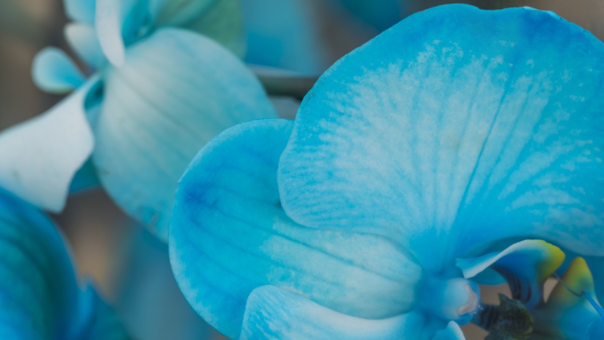 orchidea blu