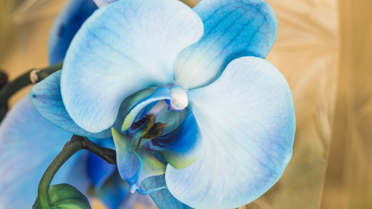 orchidea blu