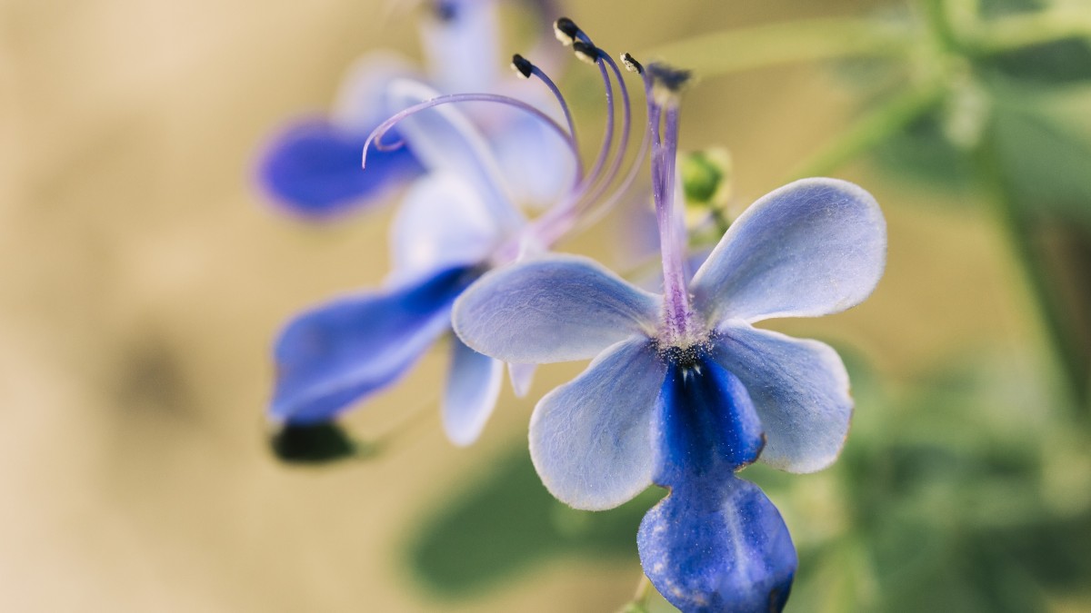 orchidea blu