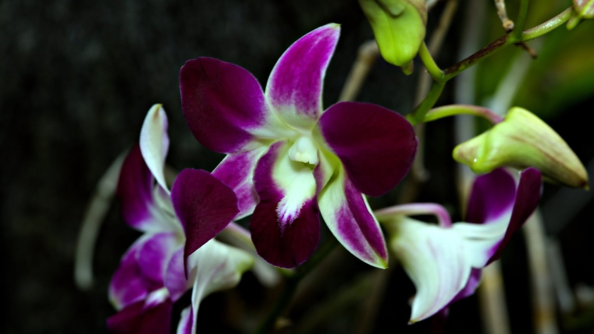 orchidea significato