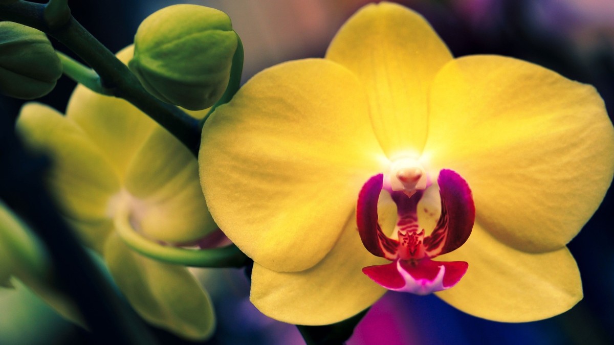 orchidea gialla significato
