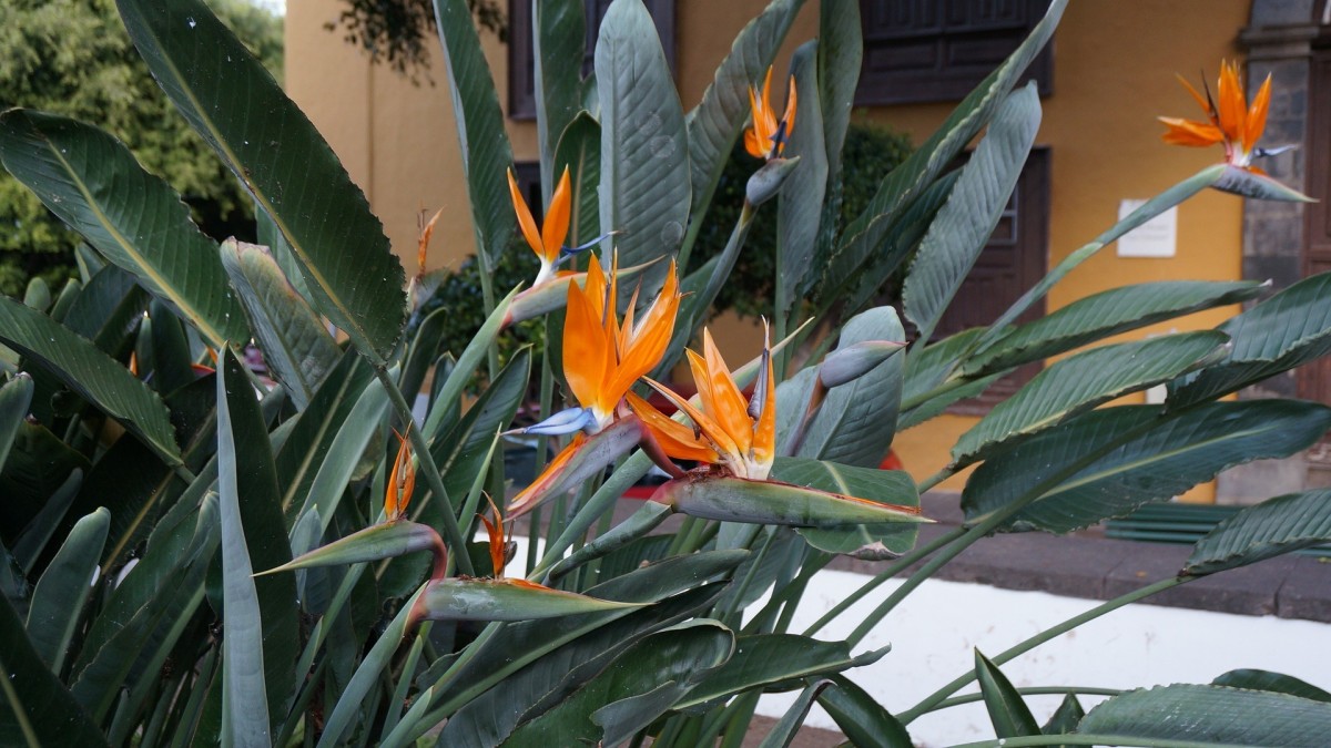 strelitzia non fiorisce