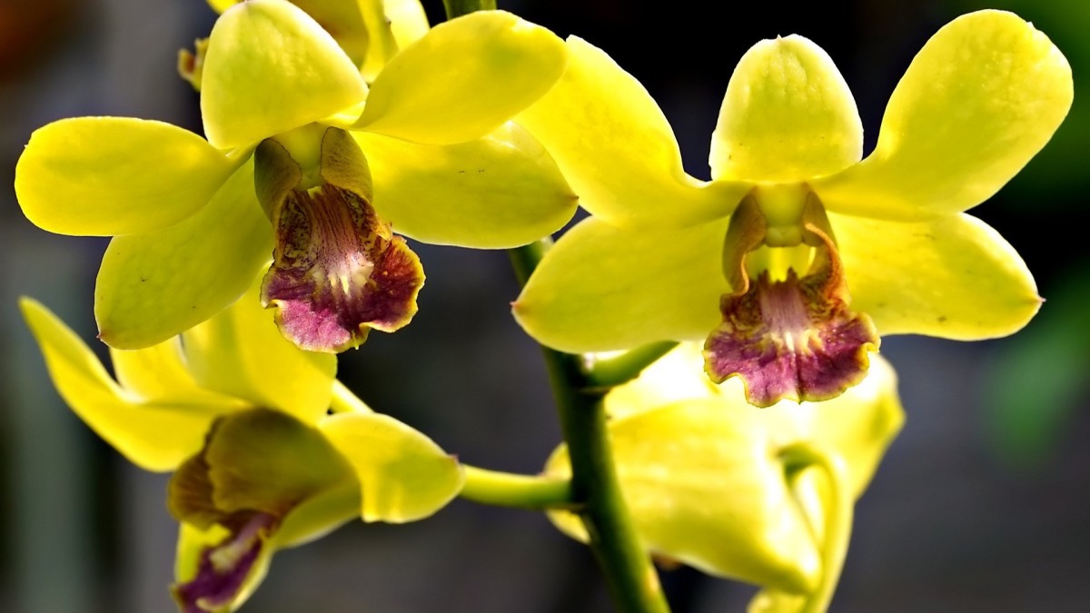 orchidea gialla significato
