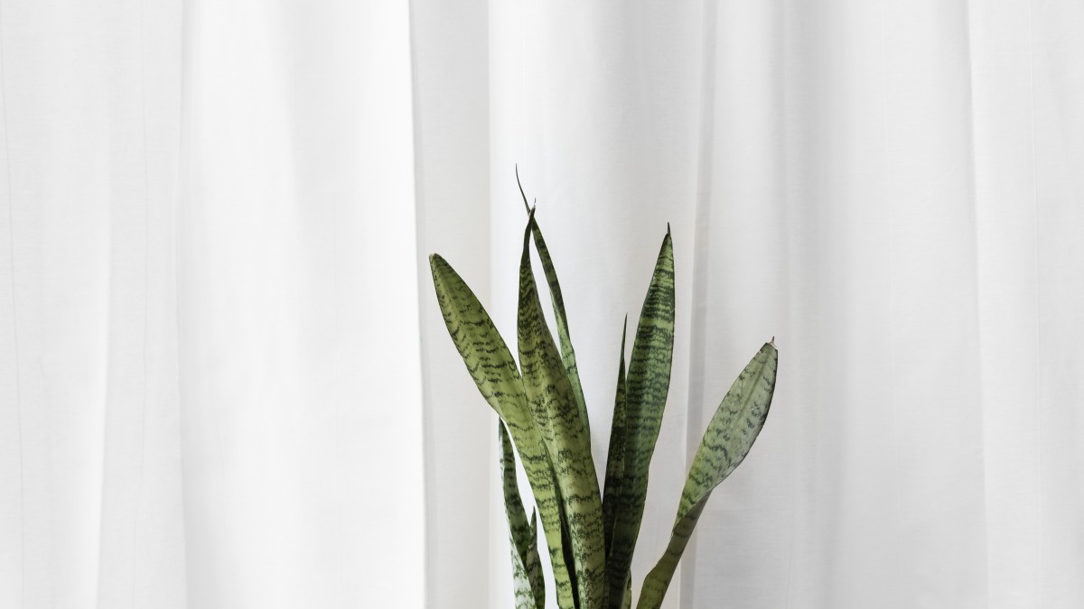 sansevieria foglie lunghe