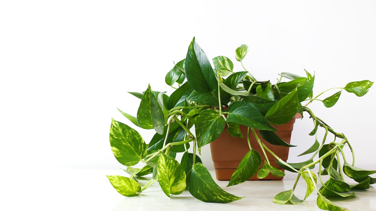 pianta pothos