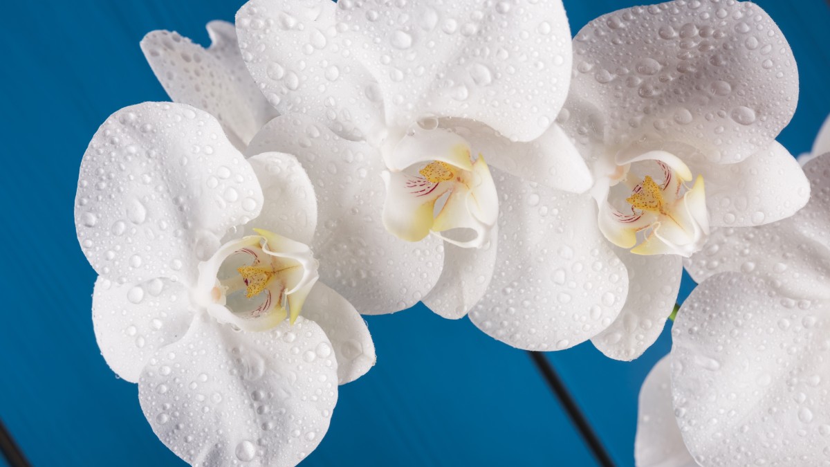 quanto dura un'orchidea bianca