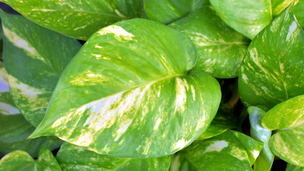 pothos foglie gialle