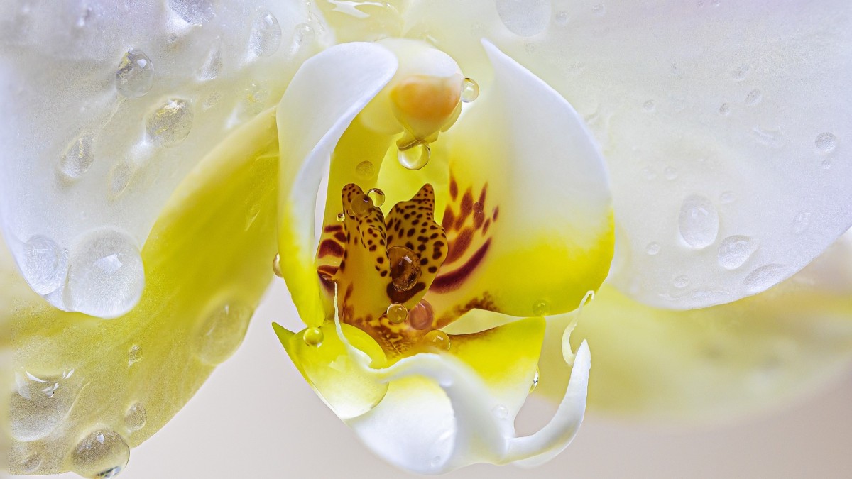 Fondi di caffè come concime per orchidee