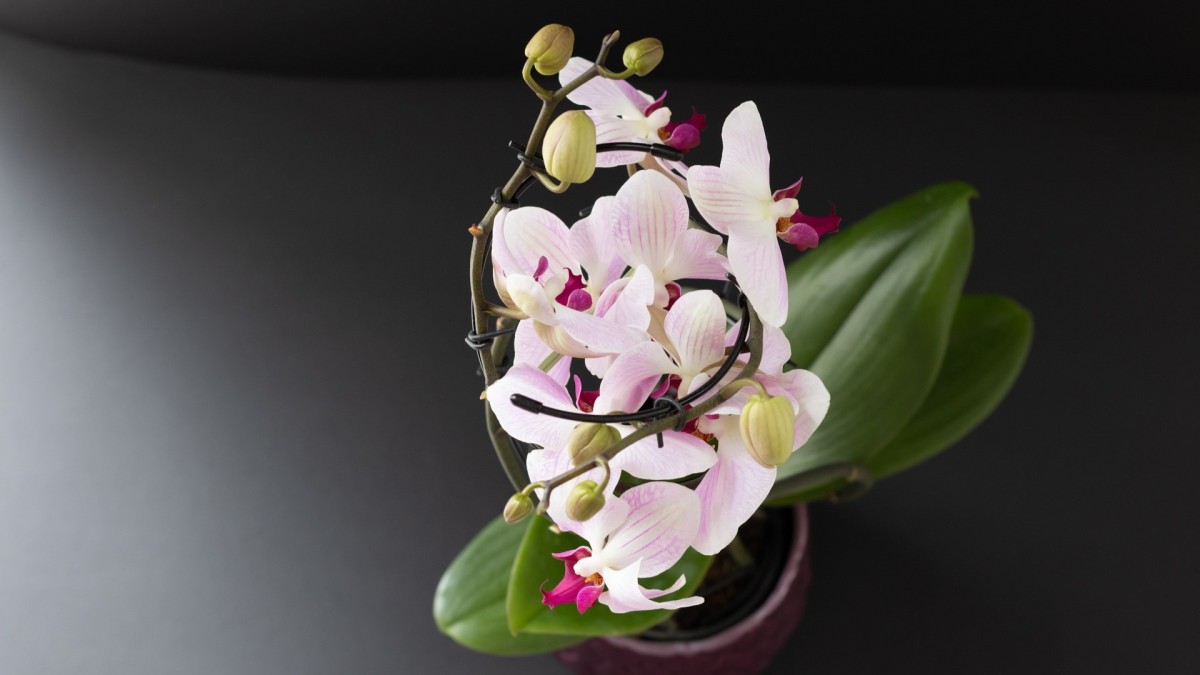 Orchidee 3 trucchi per farle rifiorire
