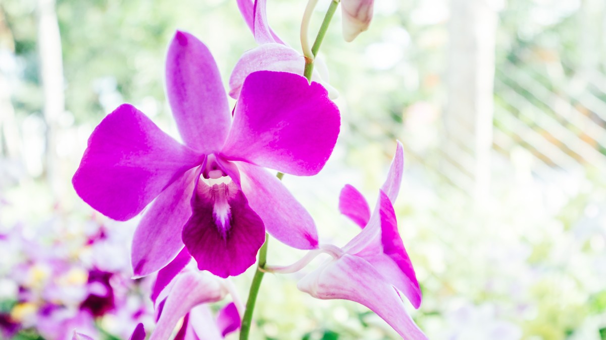 dove mettere le orchidee in estate