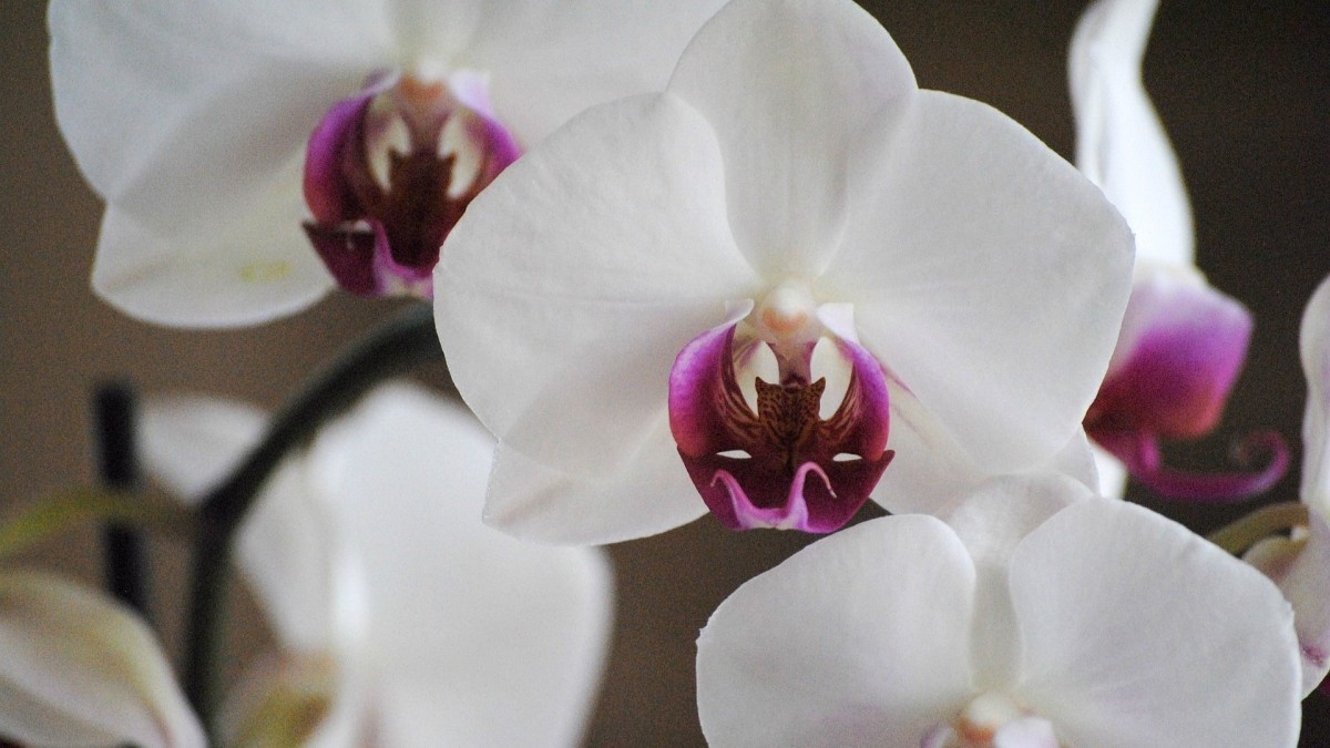 orchidea significato