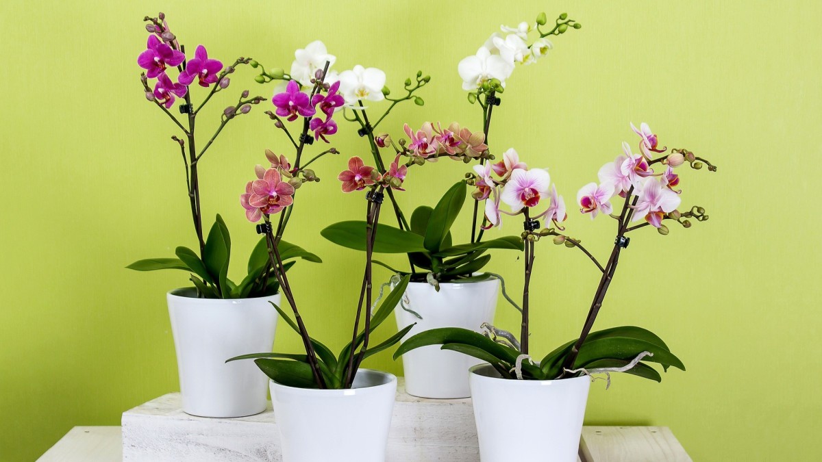 Orchidee 3 trucchi per farle rifiorire