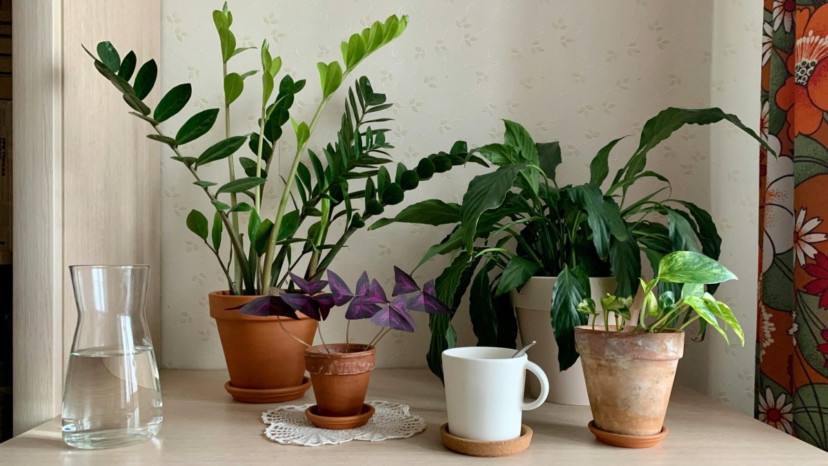pianta pothos