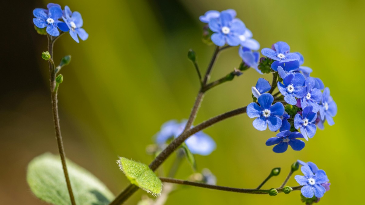 non ti scordar di me fiori