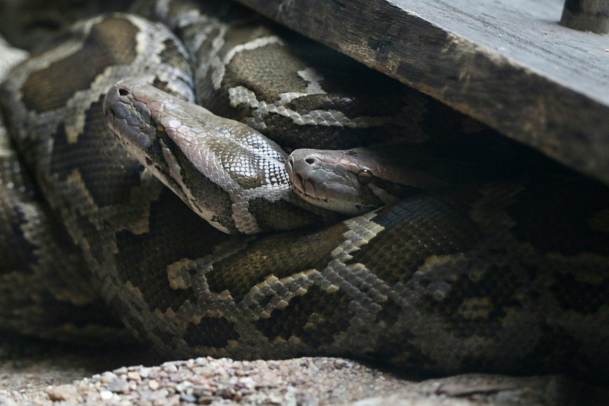 serpente serpente