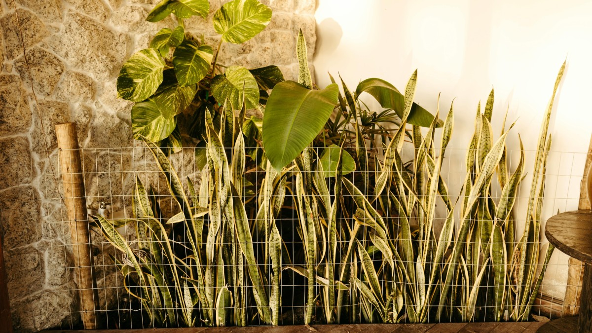 sansevieria foglie lunghe