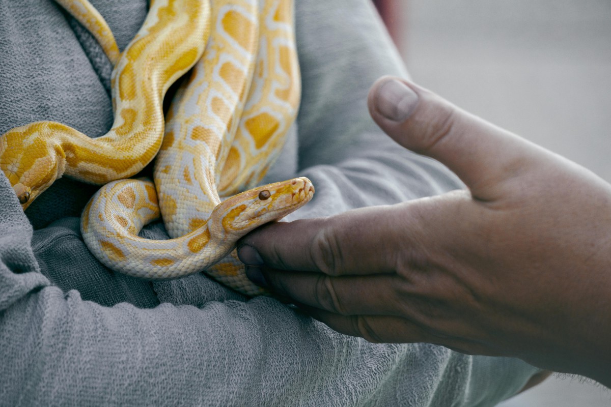 serpente serpente