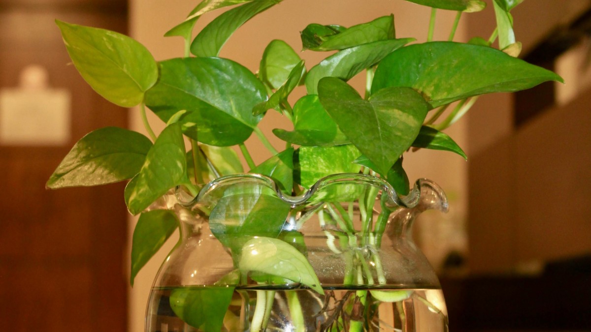 pothos acqua