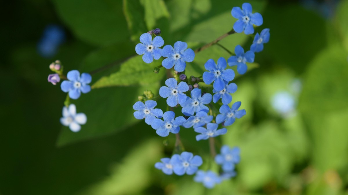 fiore non ti scordar di me