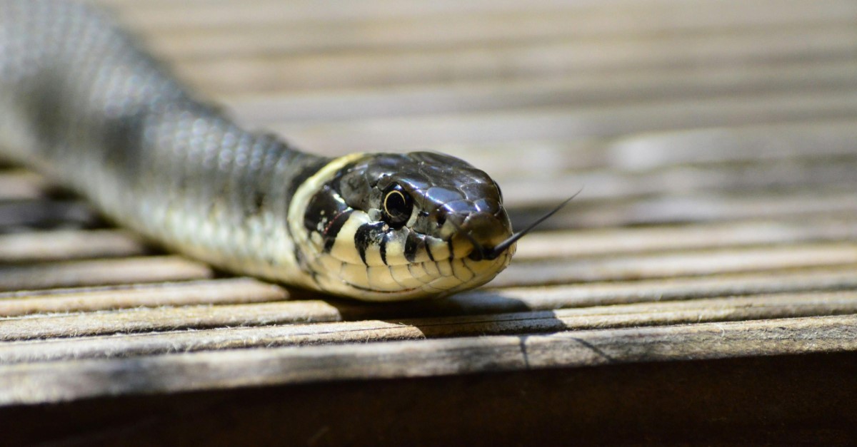 serpente serpente