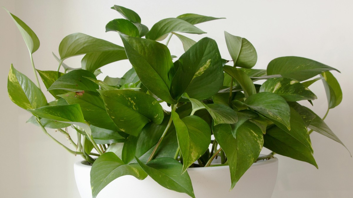 pothos acqua