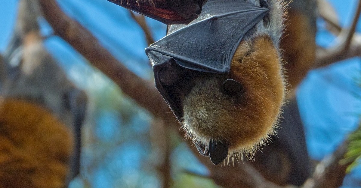 pipistrelli pipistrelli