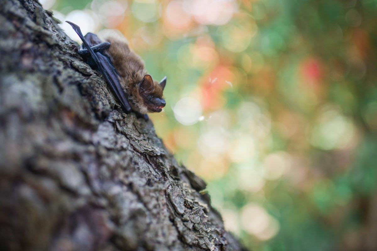 pipistrello su tronco pipistrello su tronco