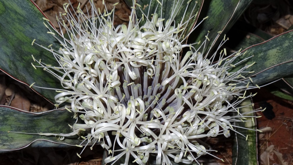 quando fa i fiori la sansevieria