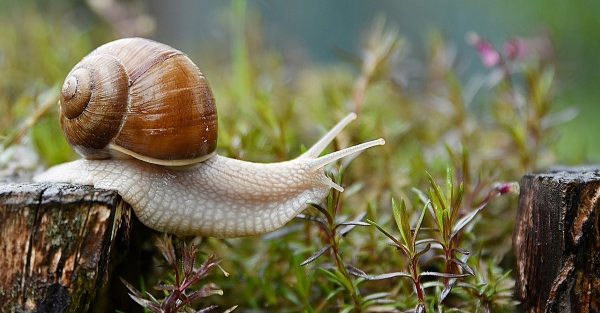 lumaca lumaca