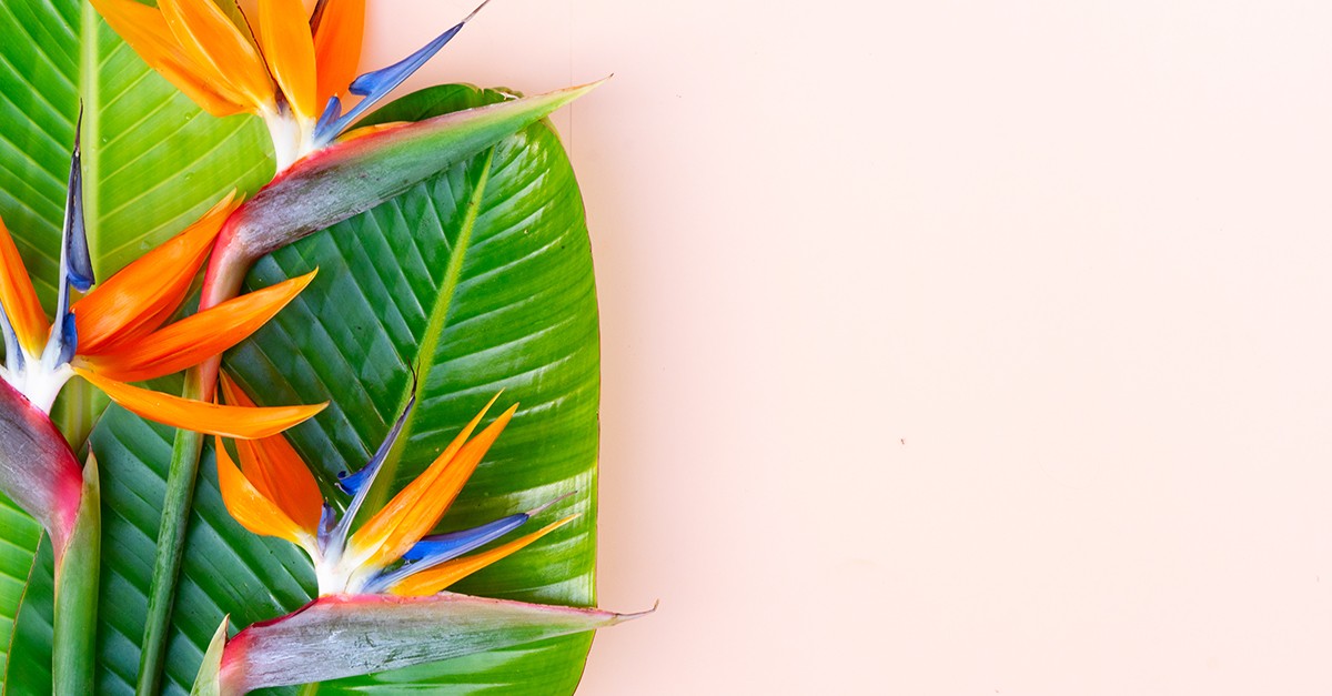 quante volte si annaffia la strelitzia