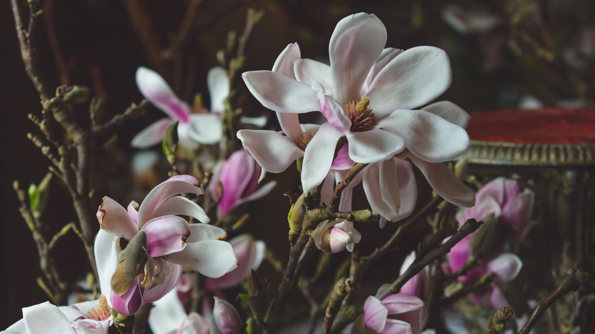 Orchidee 3 trucchi per farle rifiorire