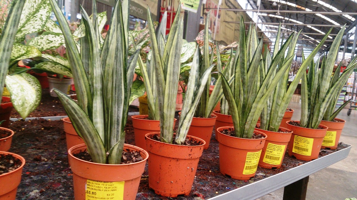 sansevieria foglie lunghe