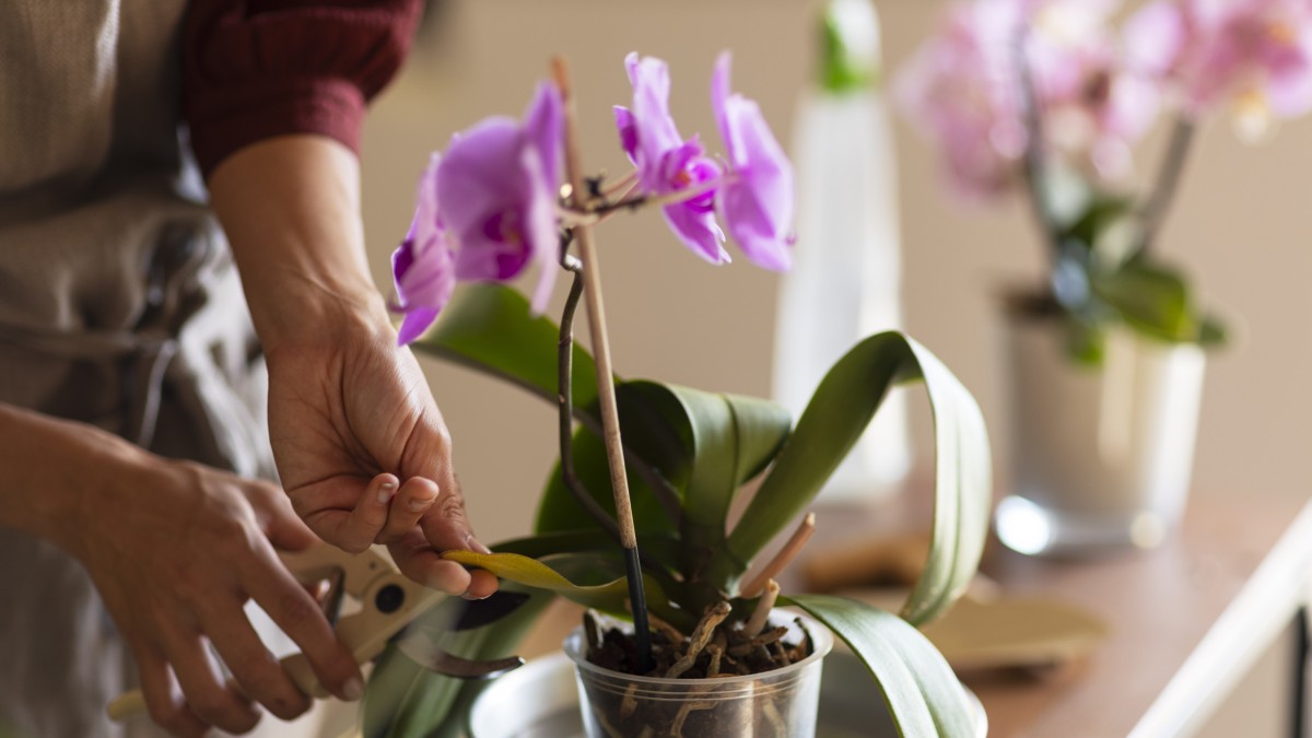 dove mettere le orchidee in estate