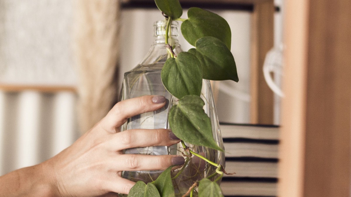 pothos acqua