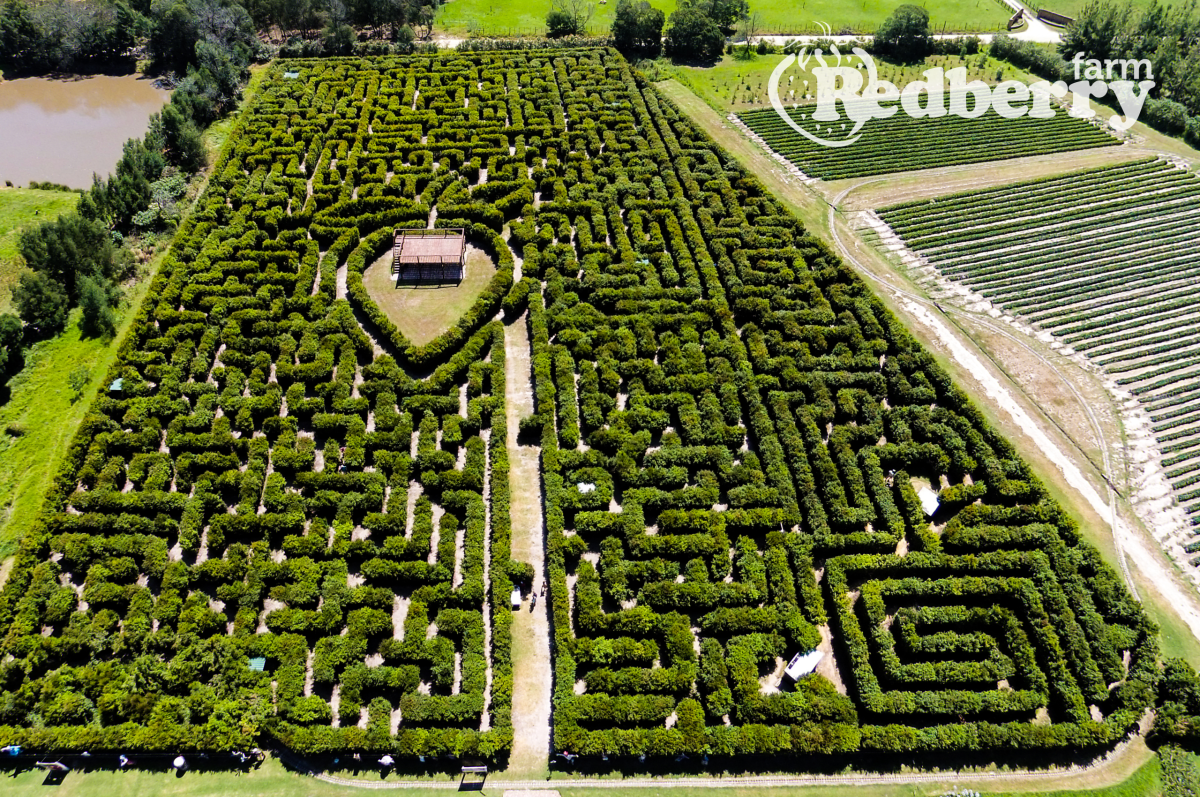 Redberry Farm Maze