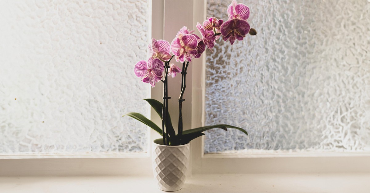 quando annaffiare le orchidee