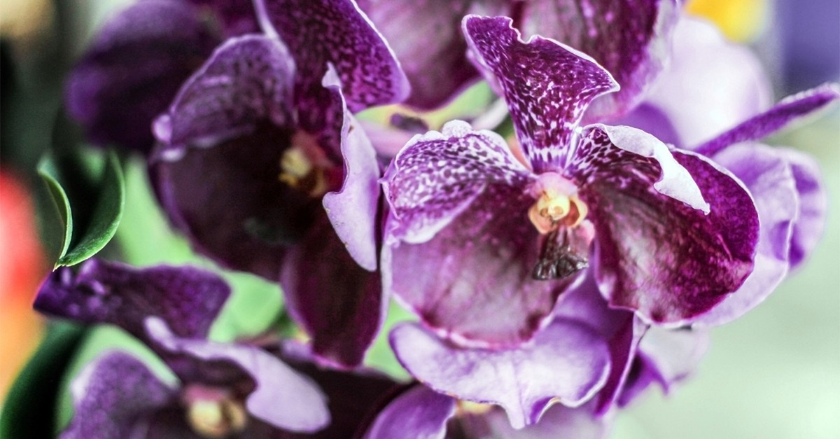 quando annaffiare le orchidee