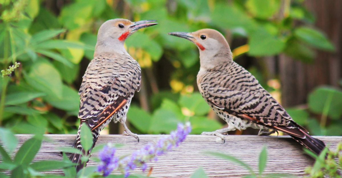 Come proteggere l'orto dagli uccelli