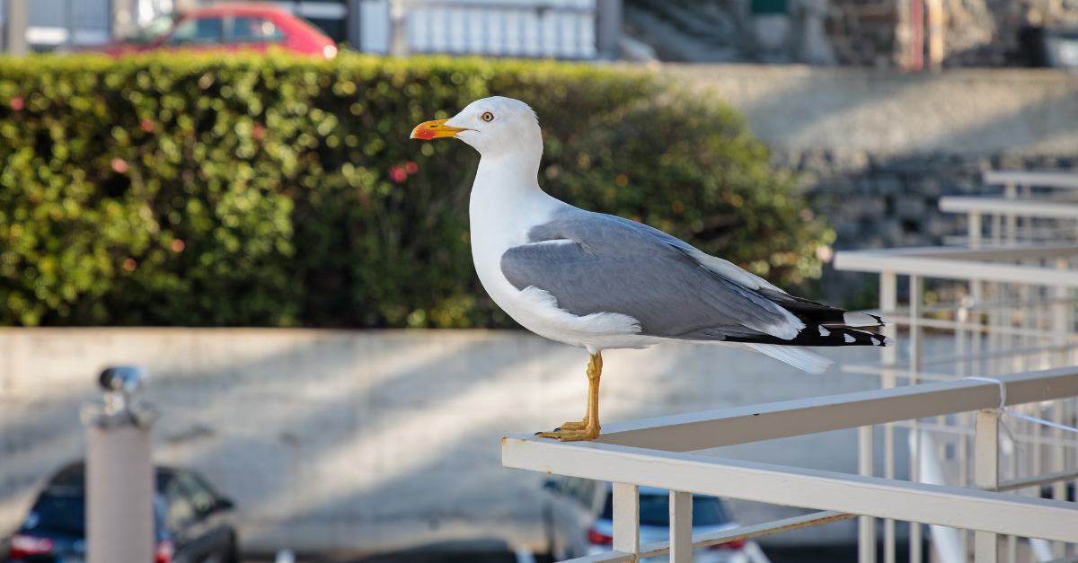 Come allontanare i gabbiani