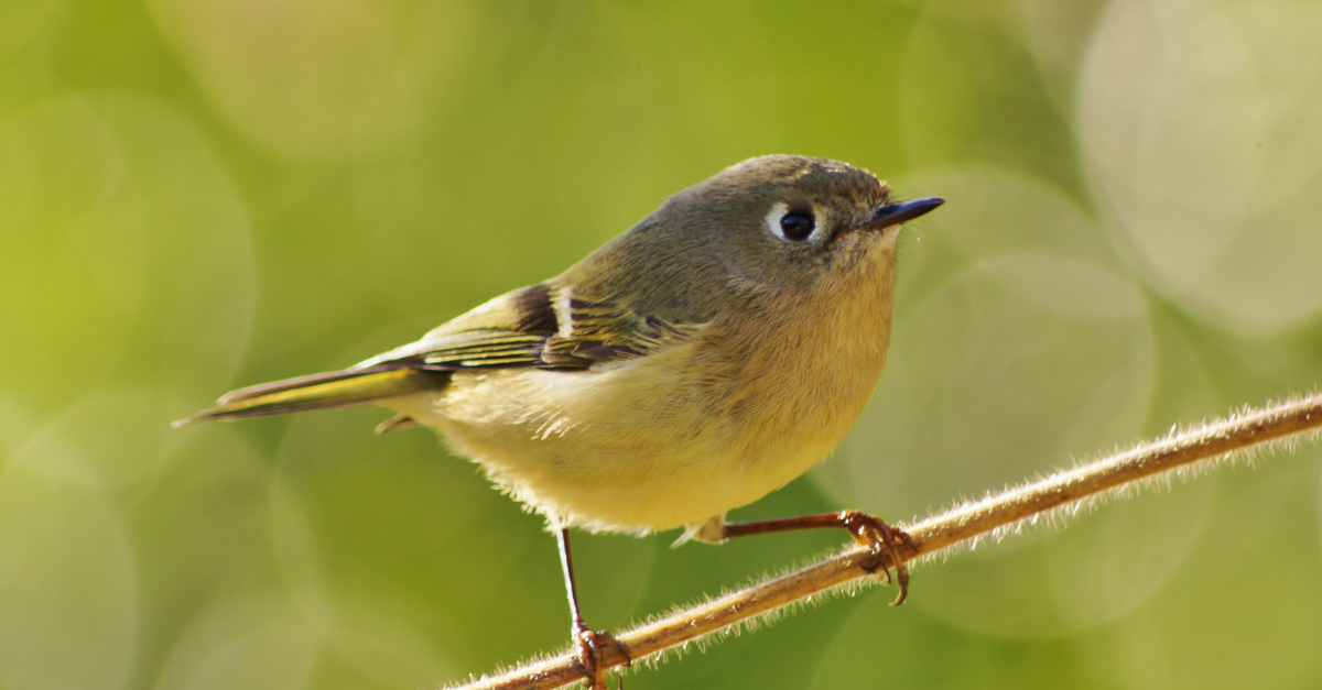 Come proteggere l'orto dagli uccelli