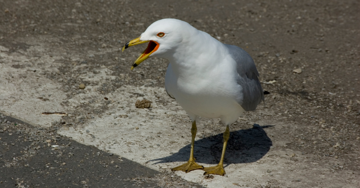 Come allontanare i gabbiani