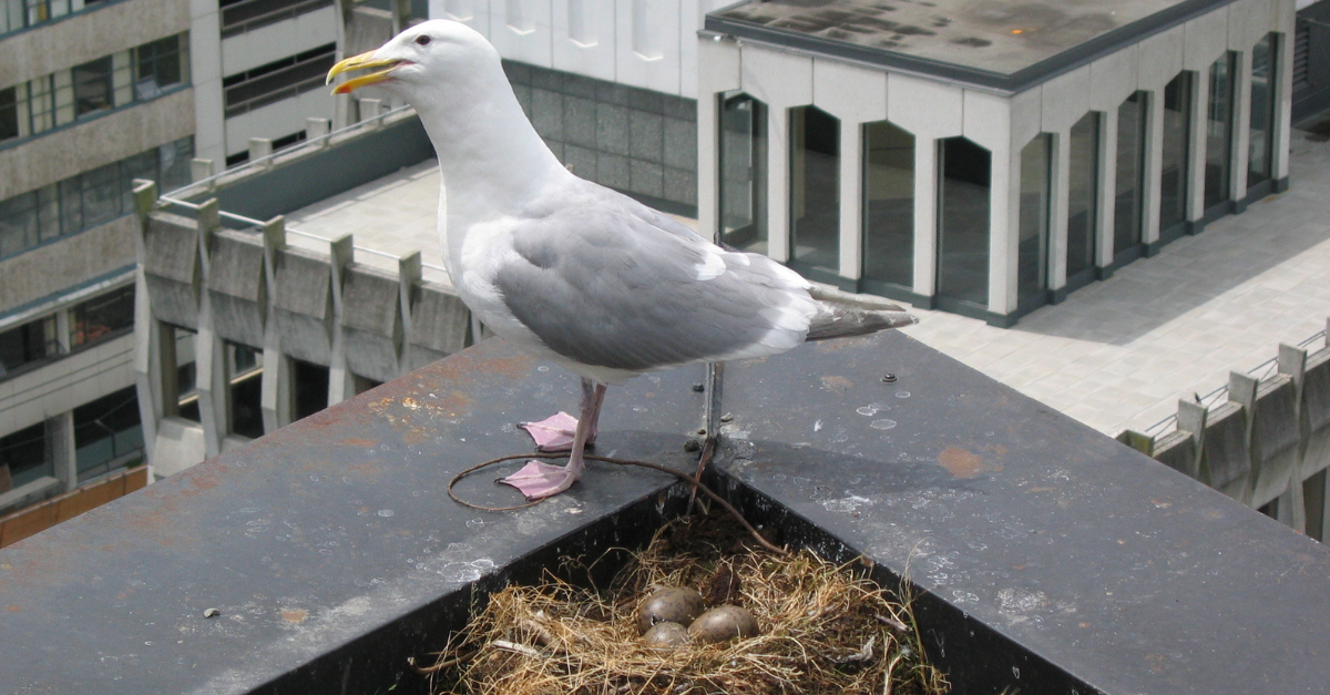 Come allontanare i gabbiani