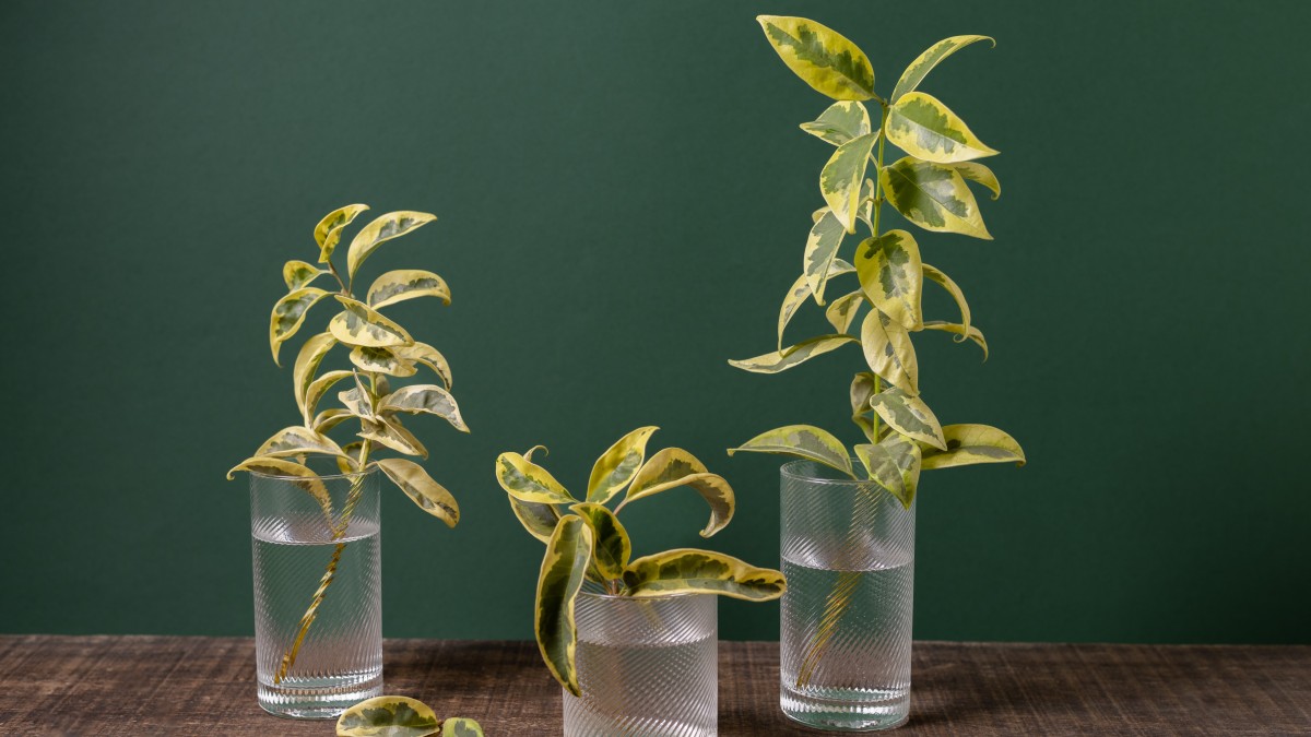 sansevieria riproduzione in acqua