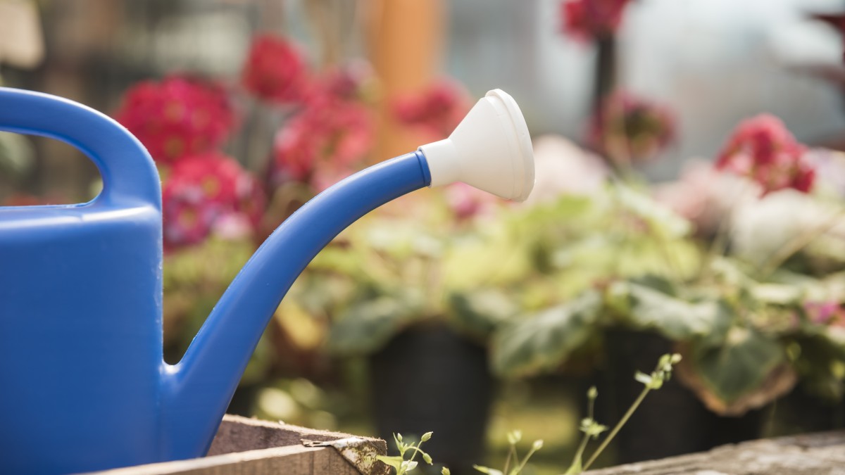 acqua piscina piante
